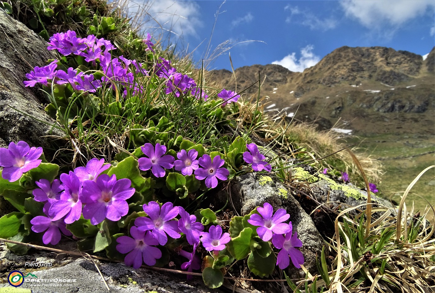 88  Primula irsuta (Primula hirsuta).JPG